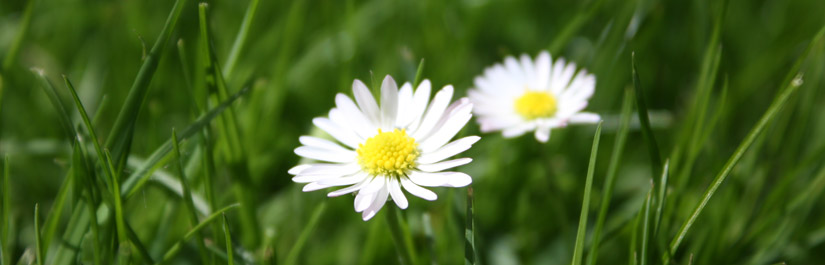 Gänseblümchen auf einer Wiese